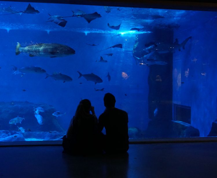 Aquarium of Seville