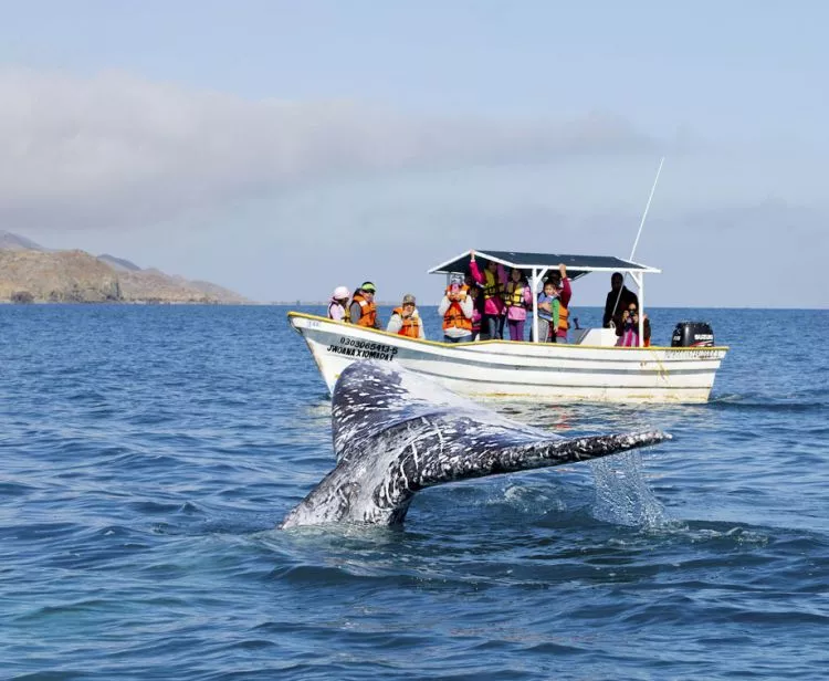 Avistamiento de ballenas