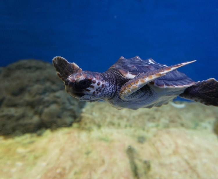 Acuario de Sevilla