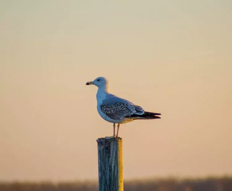 Excursión a la Albufera desde Valencia