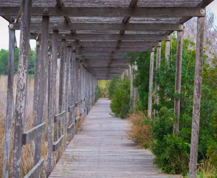 Excursión a la Albufera desde Valencia