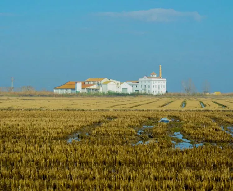 Excursión a la Albufera desde Valencia