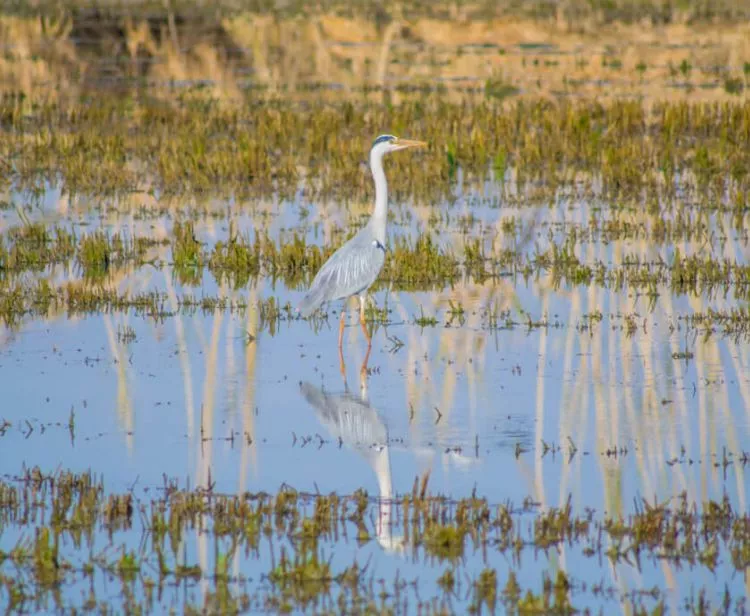 Excursión a la Albufera desde Valencia