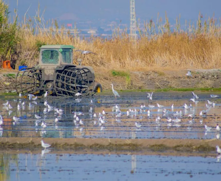 Excursión a la Albufera desde Valencia