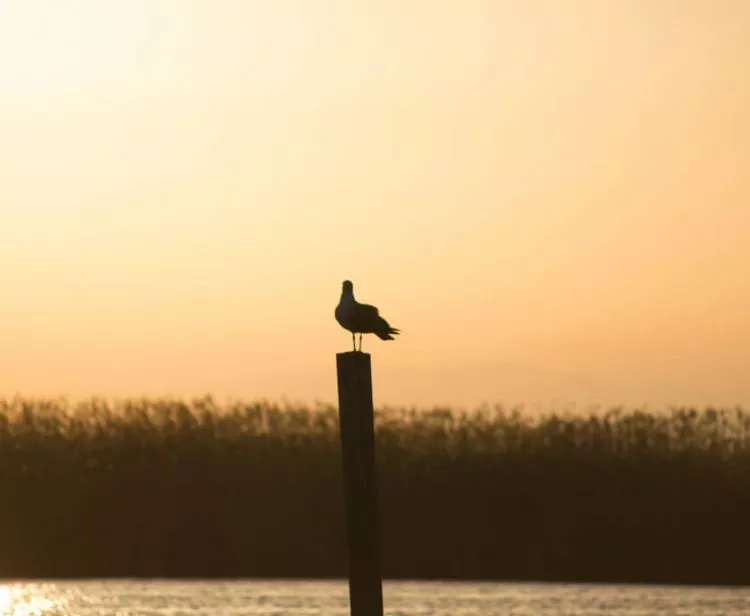 Excursión a la Albufera desde Valencia