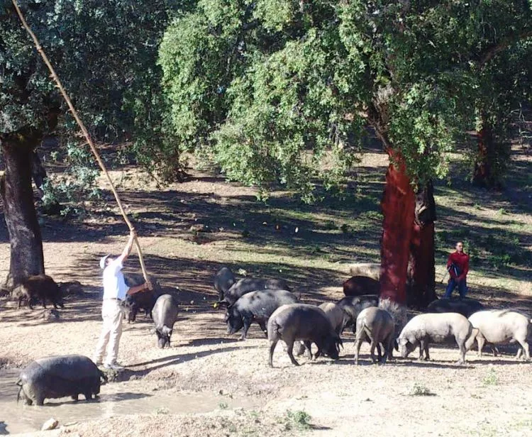 Excursión de un día de Sevilla a Aracena