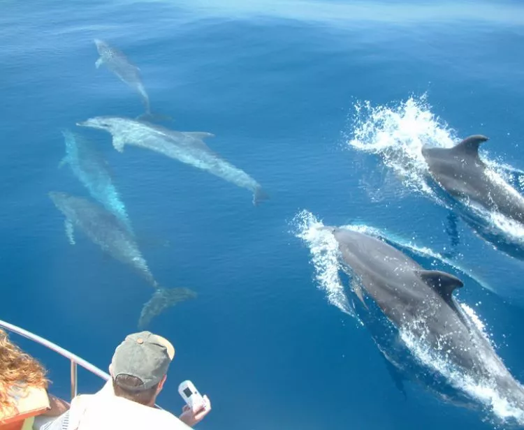 Avistamiento de Ballenas y Delfines