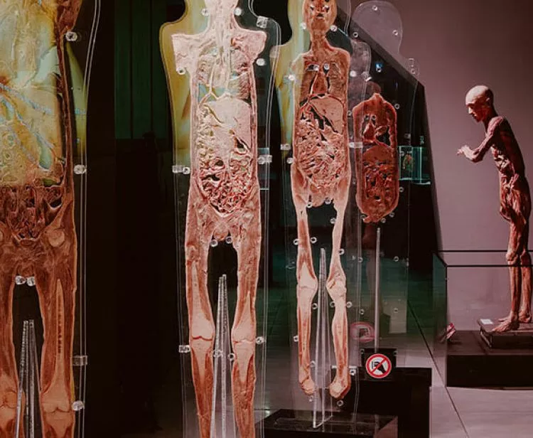 Exposición Human Bodies