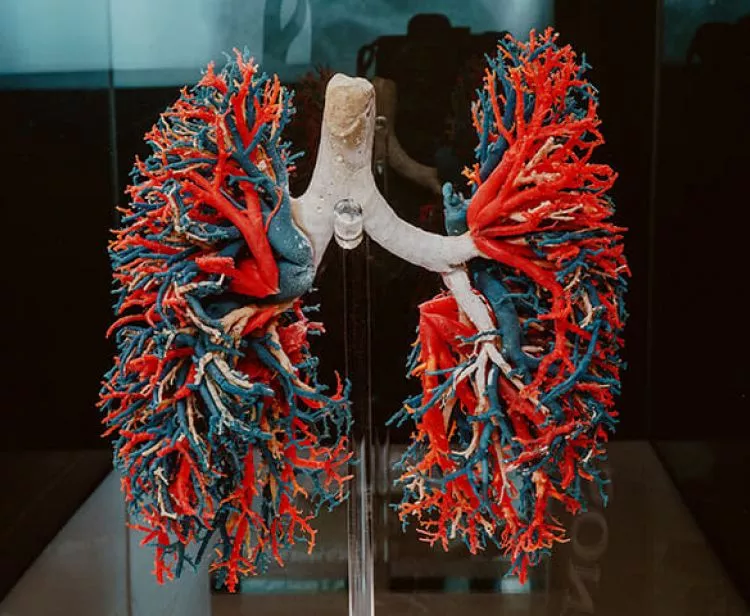 Exposición Human Bodies