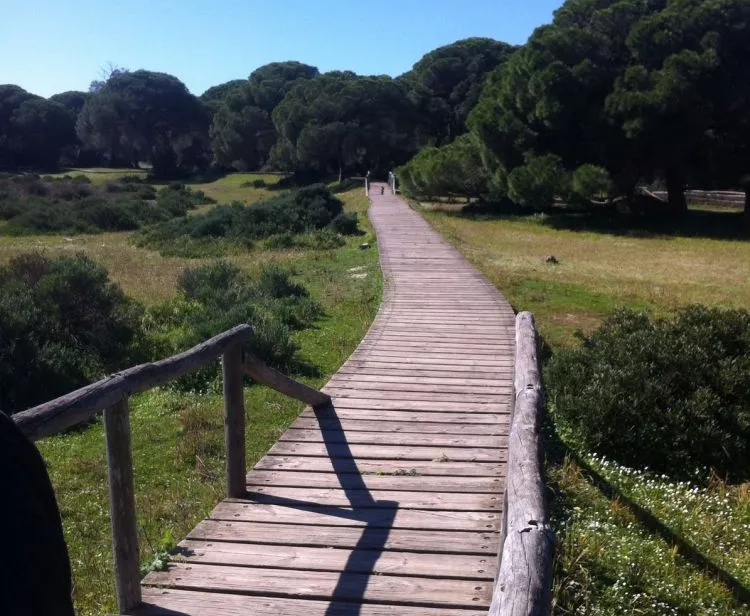 Excursión en grupo de Sevilla a Doñana y El Rocío