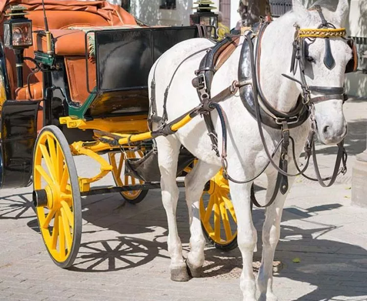 Paseo en coche de caballos con recogida en hotel del centro histórico