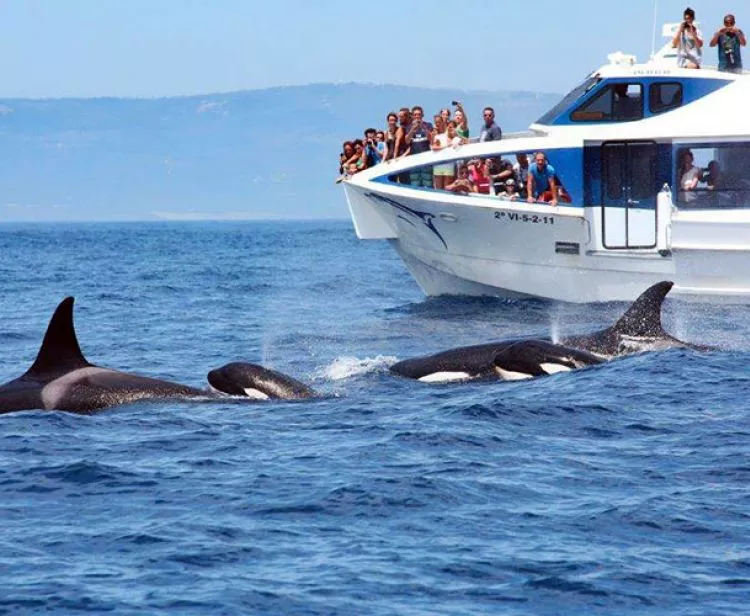 Avistamiento de ballenas