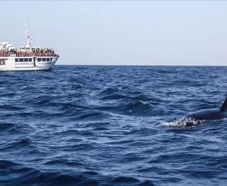 Avistamiento de Ballenas y Delfines