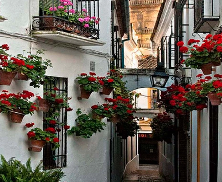 Visitar Córdoba desde Sevilla y ver sus patios