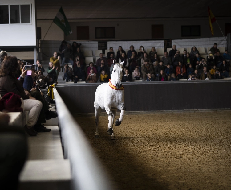 Espectáculo «Tradiciones» Yeguada Torreluna  