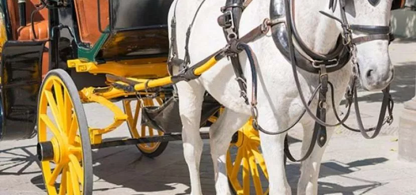 Paseo en coche de caballos