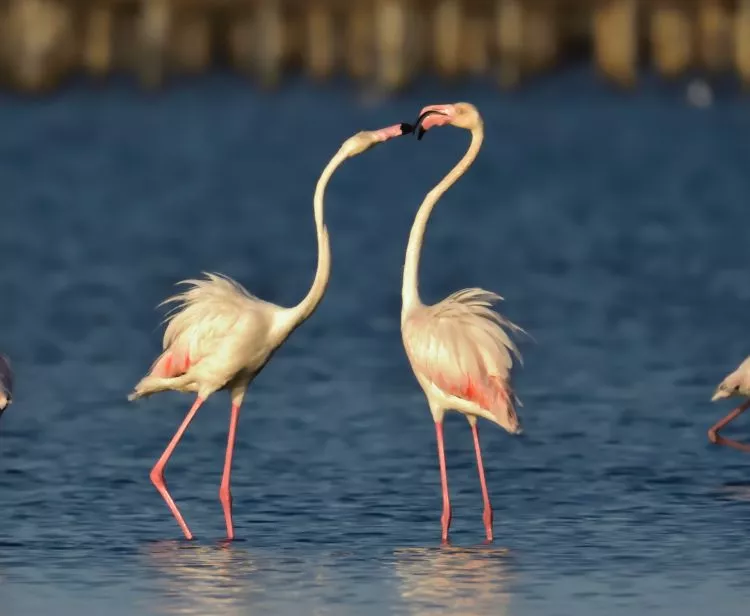 Excursion de groupe de Séville à Doñana et El Rocío