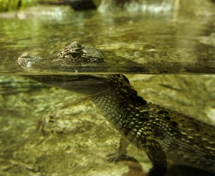 Aquarium de Séville