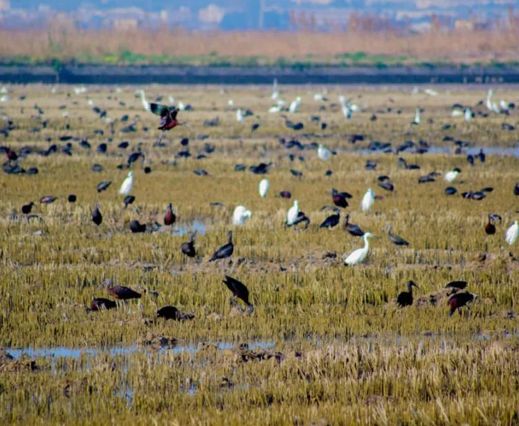 Excursion à l'Albufera depuis Valence