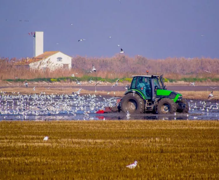 Excursion à l'Albufera depuis Valence