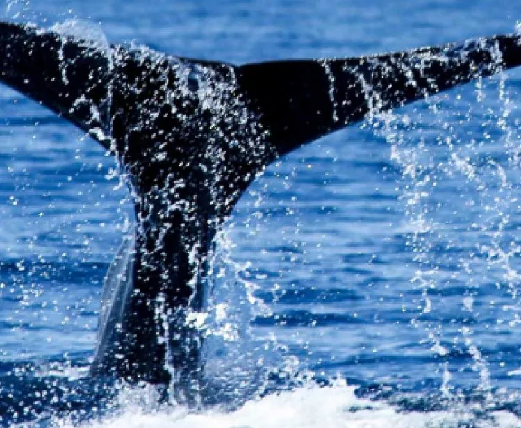 Observation des baleines