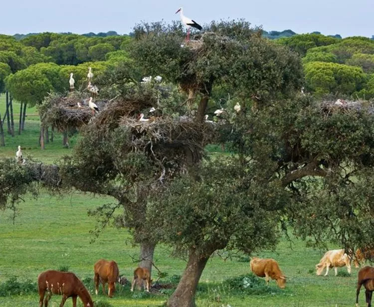 Parc naturel de Doñana et l'ermitage de Rocio