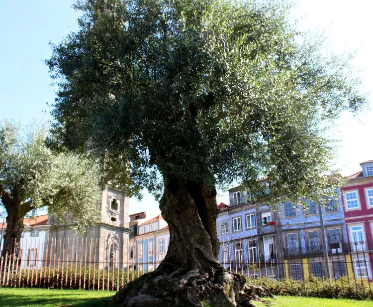 Free tour historique a Oporto