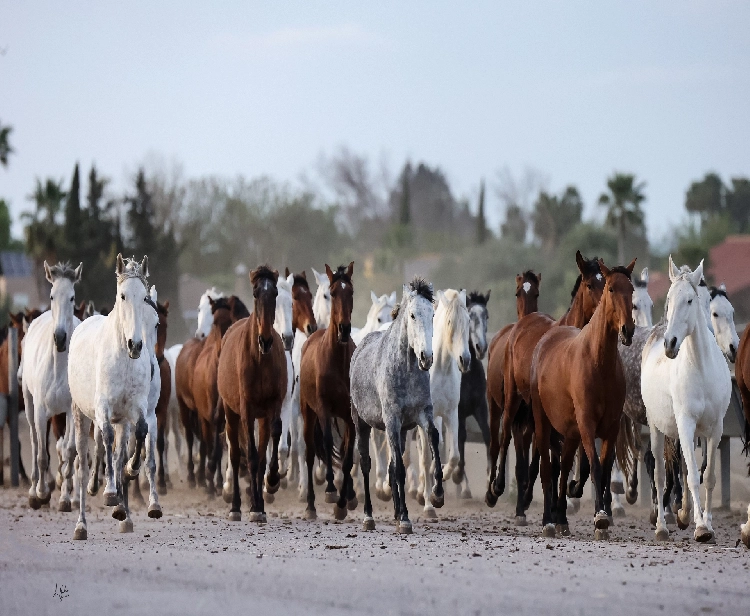 Afficher le spectacle  traditions haras torreluna