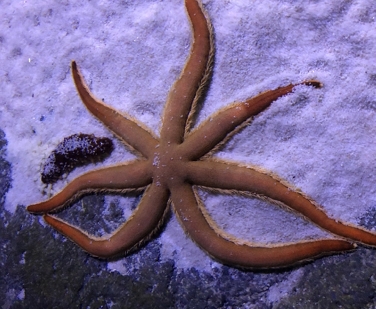 Aquarium of Seville