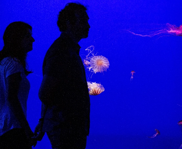 Aquarium of Seville