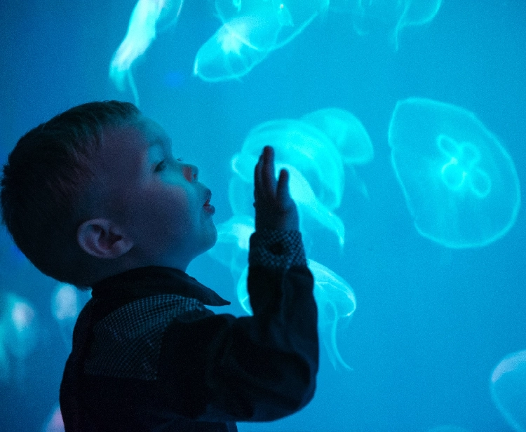 Aquarium of Seville