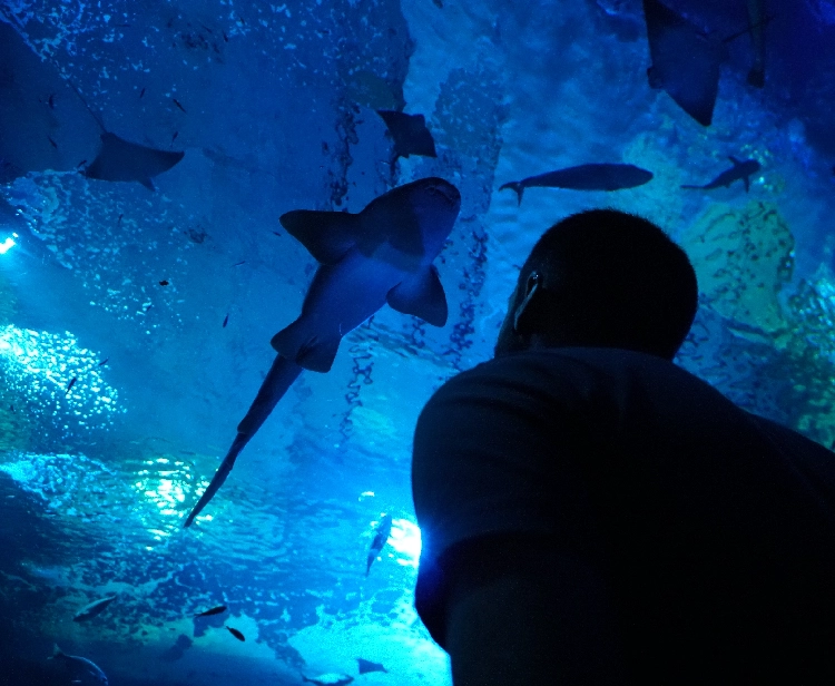 Aquarium of Seville