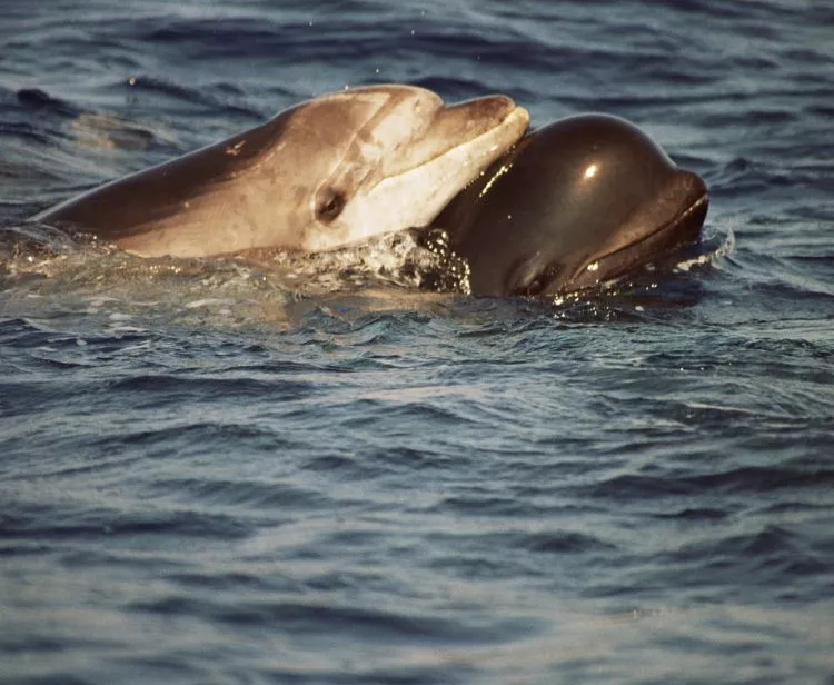 Whale watching