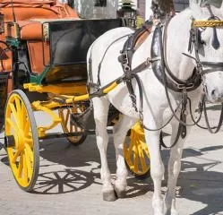 Horse-drawn carriage ride