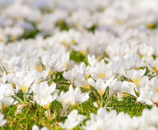 Destinos para visitar en primavera