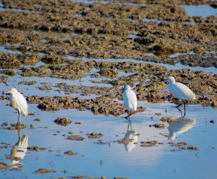 Escursione all'Albufera da Valencia