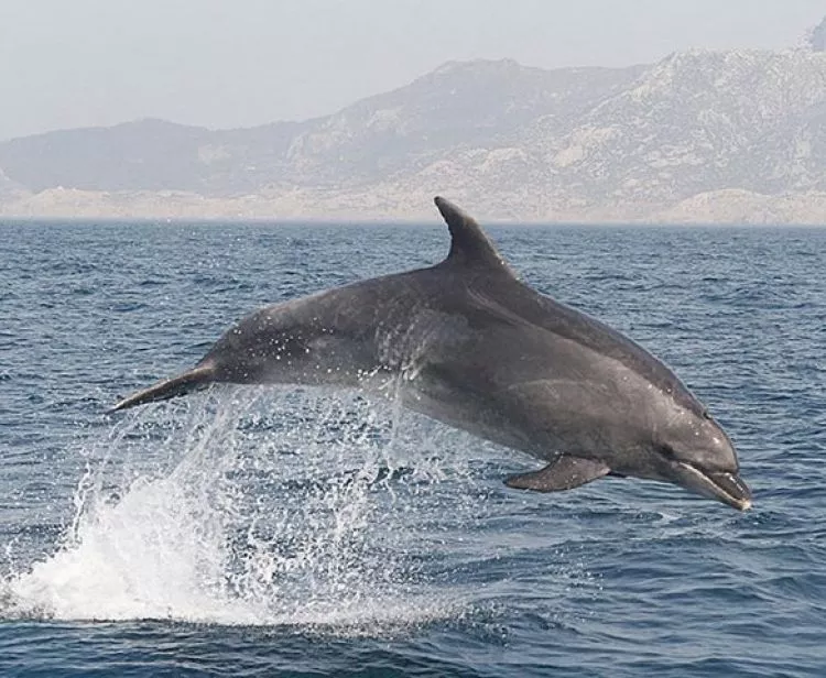 Avvistamento di balene e delfini